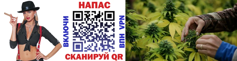 Конопля конопля  Дигора 